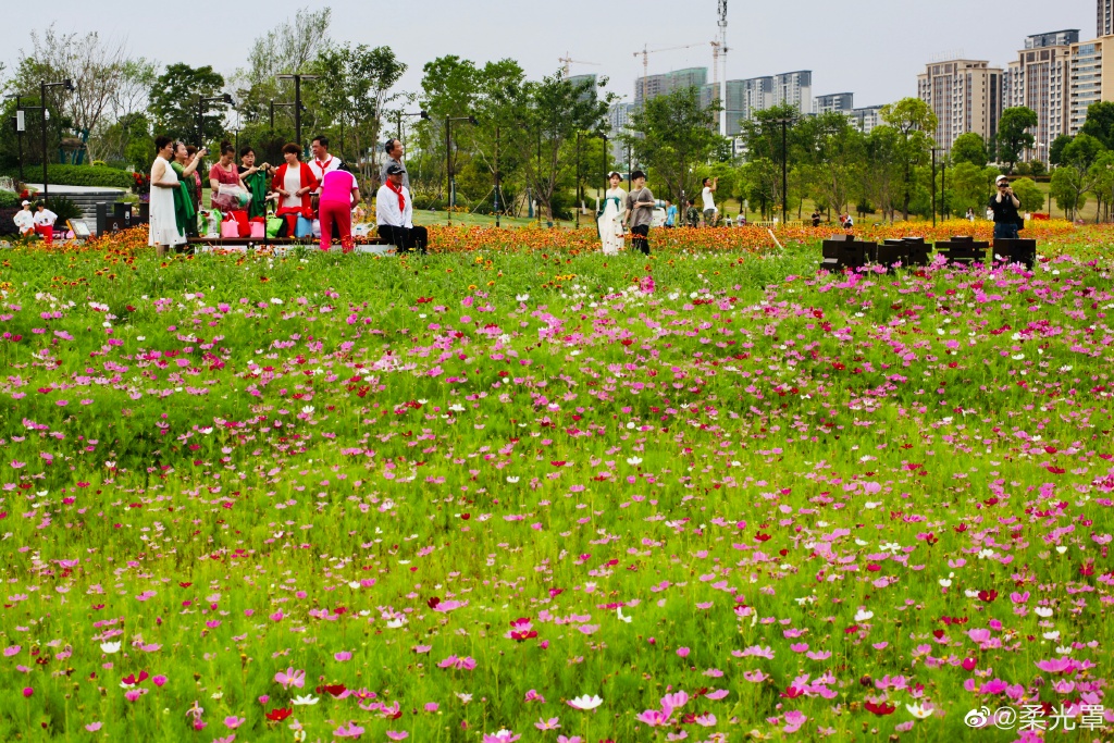 【圖說(shuō)淮南】——淮南的中央公園的花一定不能錯過(guò)！