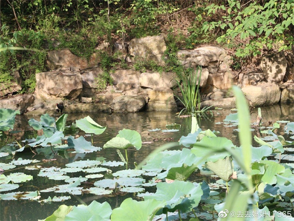 【圖說(shuō)淮南】——淮南龍湖公園的夏景是什么樣的？
