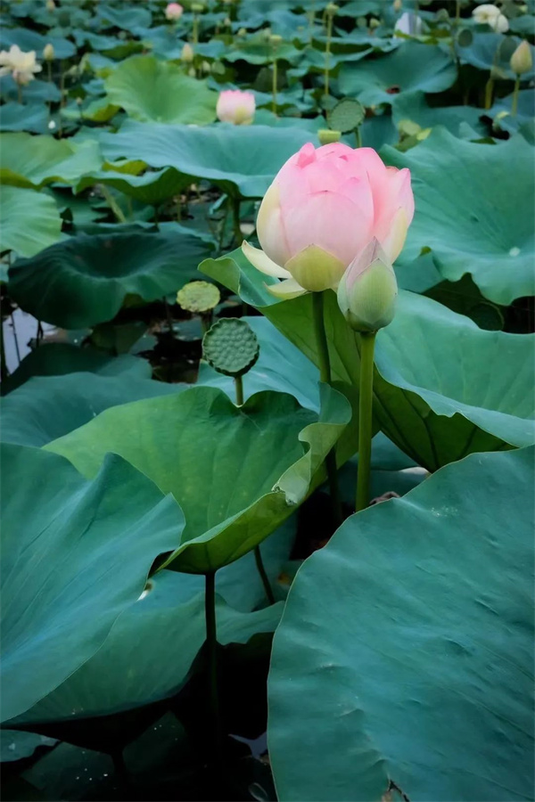 	【圖說(shuō)淮南】&mdash;&mdash;焦崗湖夏日荷花