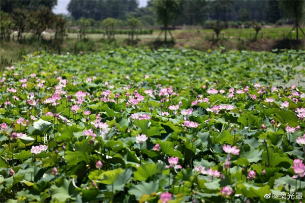 	【圖說(shuō)淮南】&mdash;&mdash;盛夏荷花開(kāi)放
