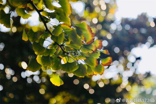 【圖說(shuō)淮南】——霜降水痕收