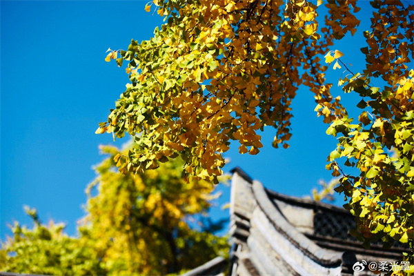 【圖說(shuō)淮南】&mdash;&mdash;鴨腳當年自一時(shí)，瓦盆雕砌影毰毸  