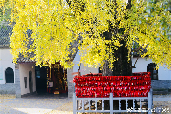 【圖說(shuō)淮南】&mdash;&mdash;千年銀杏  ???