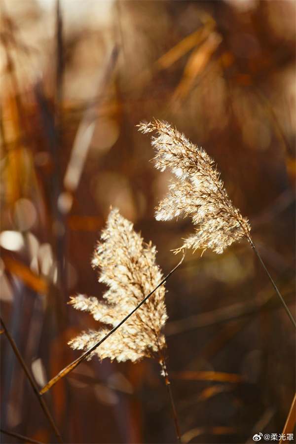 【圖說(shuō)淮南】&mdash;&mdash;縱然一夜風(fēng)吹去，只在蘆花淺水邊