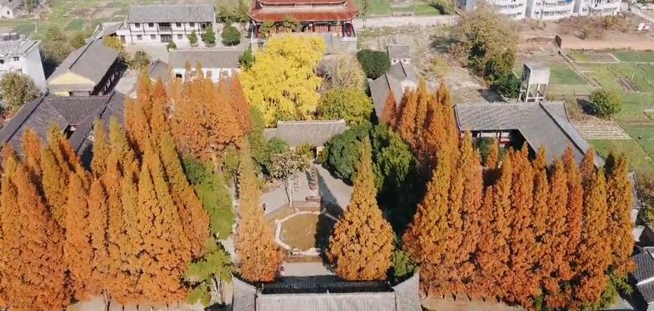 壽縣報恩寺，滿(mǎn)地金黃正當時(shí)