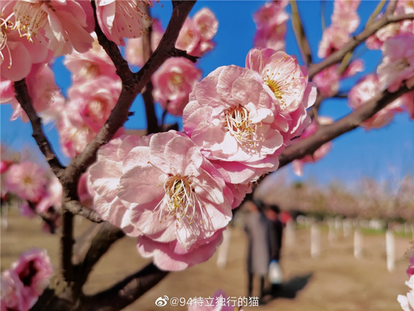 圖說(shuō)淮南——春光瀲滟，如花似錦